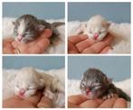 Nebelung x Ragdoll kittens, liefdevol opgegroeid met kids, Meerdere dieren, Ontwormd, 0 tot 2 jaar