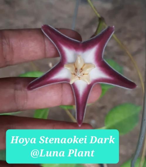 Hoya Stenaokei dark, Huis en Inrichting, Kamerplanten, Overige soorten, Minder dan 100 cm, Bloeiende kamerplant, Halfschaduw, Verzenden