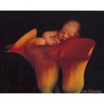 Anne Geddes – jacob in calla lily grote kaart bij Superwens!, Ophalen of Verzenden, Nieuw