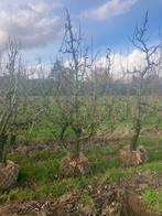 Oude conference perenbomen, Ophalen of Verzenden, Volle zon, Overige soorten
