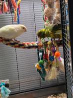 Tamme kakarikis koppel, Dieren en Toebehoren, Vogels | Parkieten en Papegaaien, Meerdere dieren, Parkiet, Pratend