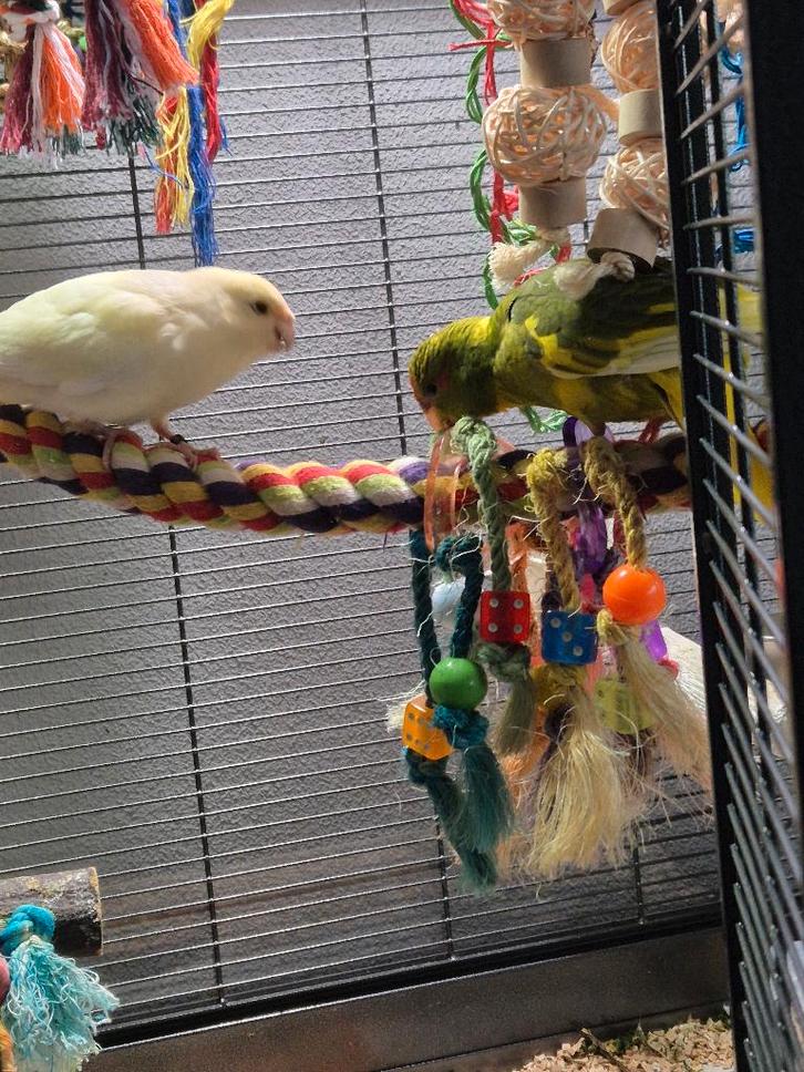 Tamme kakarikis koppel, Dieren en Toebehoren, Vogels | Parkieten en Papegaaien, Parkiet, Meerdere dieren, Pratend, Tam