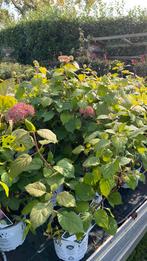 Hortensia strong annabelle roze nu 25% korting !!, Tuin en Terras, Ophalen, Overige soorten, Halfschaduw
