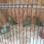 Jonge agapornissen, Dieren en Toebehoren, Geslacht onbekend, Dwergpapegaai of Agapornis, Tam