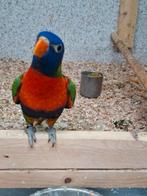 Jonge lori van de blauwe bergen, Dieren en Toebehoren, Vogels | Parkieten en Papegaaien, Vrouwelijk, Papegaai, Geringd