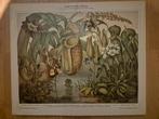Pagina insectenetende planten uit antieke encyclopedie, Ophalen of Verzenden