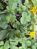 Ananas aardbeien , witte aardbei, pineberry, Tuin en Terras, Planten | Tuinplanten, Ophalen, Zomer, Volle zon
