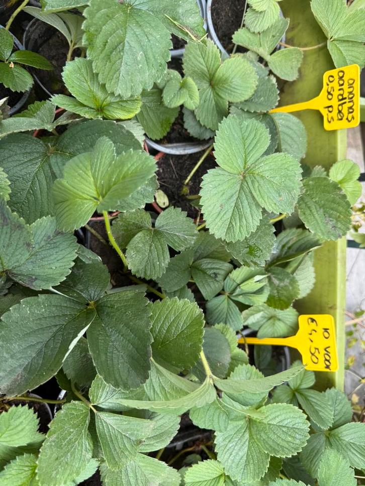 Ananas aardbeien , witte aardbei, pineberry, Tuin en Terras, Planten | Tuinplanten, Volle zon, Zomer, Ophalen