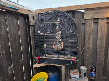 Vogel kooi  beschikbaar voor biedingen