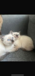 1 half Siammes en half kort britch hair kittens te koop, Dieren en Toebehoren, Poes