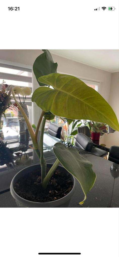 Alocasia cucullata plant, Huis en Inrichting, Kamerplanten, Ophalen, Overige soorten, Halfschaduw, In pot