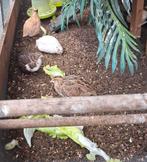 Kwartels, Meerdere dieren, Overige soorten