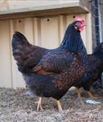 Sussex Barnevelder Bleu de lande Barnevelder jonge hennen, Vrouwelijk, Kip