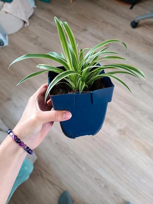 Graslelie stekken, Huis en Inrichting, Kamerplanten, Overige soorten, Minder dan 100 cm, Groene kamerplant, Halfschaduw, Ophalen