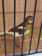 Leuke kanarie man evt.met poppen 2025 .lees verder., Dieren en Toebehoren, Vogels | Kanaries, Mannelijk, Kleurkanarie
