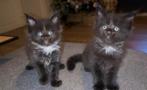 Maine Coon kittens, Meerdere dieren, Gechipt, 0 tot 2 jaar