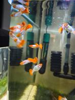 Snakeskin redhead guppy, Dieren en Toebehoren, Vissen | Aquariumvissen, Vis