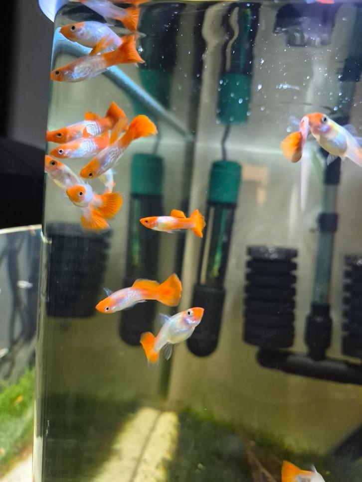 Snakeskin redhead guppy, Dieren en Toebehoren, Vissen | Aquariumvissen, Vis