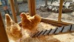 Orpington buff kippen, Dieren en Toebehoren, Pluimvee, Meerdere dieren, Kip
