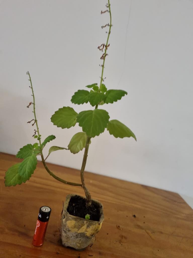 Plectranthus Ernstii - Makkelijke Mint Bonsai, Ophalen of Verzenden