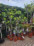 Vijgbomen dunne/dikke stam, diverse hoogtes, Overige soorten, Volle zon, Vaste plant, Ophalen of Verzenden