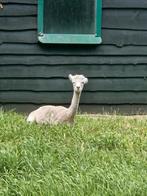 3 mooie alpaca's,., Dieren en Toebehoren, Pluimvee, Meerdere dieren