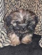 Hij mag verhuizen mooie boomer puppy, Dieren en Toebehoren, Honden | Chihuahua's en Gezelschapshonden, CDV (hondenziekte), 8 tot 15 weken