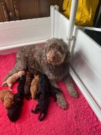 Labradoodle medium, Dieren en Toebehoren, Overige rassen, Meerdere, Meerdere dieren, Nederland