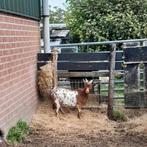 Dwerg dekbok, Dieren en Toebehoren, Schapen, Geiten en Varkens, Mannelijk, Geit, 0 tot 2 jaar