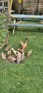 Loopeendjes te koop!, Dieren en Toebehoren, Pluimvee, Geslacht onbekend, Eend