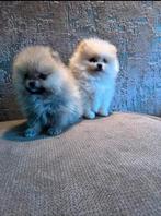 2 super mooie Bearface Pomeranian/pomeriaan pups te koop, Keeshond, Reu, 8 tot 15 weken, Parvo