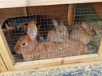 6 jonge konijntjes, Dieren en Toebehoren, Konijnen, Meerdere dieren, Klein, 0 tot 2 jaar