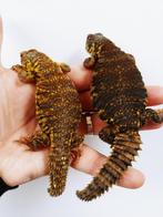 Diverse soorten Uromastyx -- Hamm/Houten, Dieren en Toebehoren