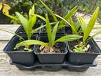 TRACHYCARPUS FORTUNEI, Ophalen of Verzenden, Overige soorten, Halfschaduw