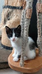 Balinees x, Dieren en Toebehoren