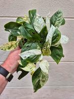 Epipremnum pinnatum Marble Variegata p12 (4), Ophalen of Verzenden, Halfschaduw, Minder dan 100 cm