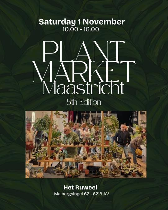 Plantmarket Maastricht, Huis en Inrichting, Kamerplanten, Minder dan 100 cm, Halfschaduw, Ophalen