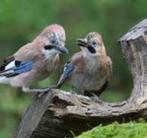 Vlaamse Gaaien gezocht jonge vogels, Meerdere dieren, Wildzangvogel