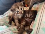 Main Coon kittens black smoke blue smoke silver, Dieren en Toebehoren, Meerdere dieren