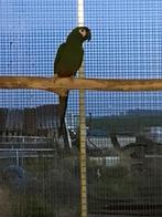 Kweekkoppel ara marcana, Meerdere dieren, Papegaai, Geringd