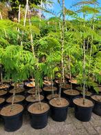 Albizia julibrissin slaapboom, Tuin en Terras, Planten | Bomen, Ophalen, Volle zon, Overige soorten
