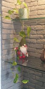 Hangplant, Ophalen of Verzenden, Bloeit niet, Volle zon, Overige soorten