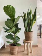 2 For 85 - Ficus Lyrata & Sansevieria Laurenti, Ficus, In pot, Minder dan 100 cm, Groene kamerplant