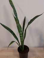 Sanseveria, luchtzuiveraar, Ophalen, Overige soorten, Halfschaduw, Minder dan 100 cm