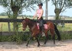 Simpele leuke recreatie pony, Merrie, B, Gechipt, 11 jaar of ouder