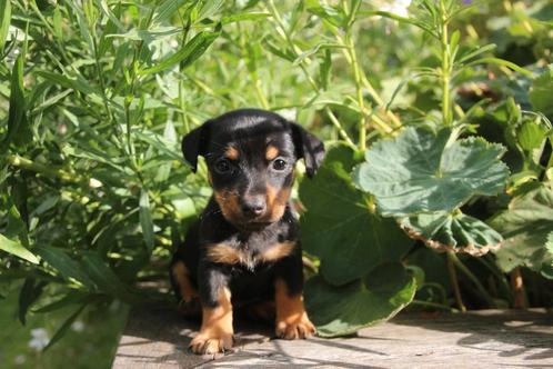 Prachtige jack russell russel pups black en tan, Dieren en Toebehoren, Honden | Jack Russells en Terriërs, Meerdere dieren, Jack Russell Terriër