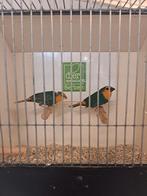 Koppel roodkoppapegaaiamadinessen zeegroen, Dieren en Toebehoren, Vogels | Overige Vogels, Meerdere dieren, Tropenvogel