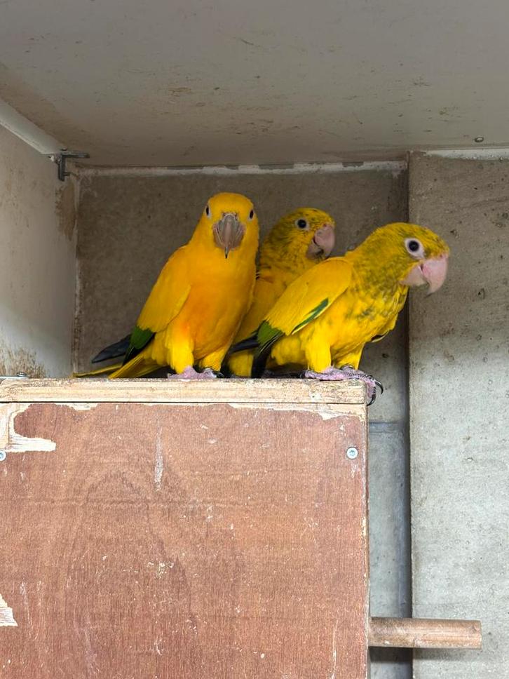 1-1 Goudparkiet 2025 onverwant, Dieren en Toebehoren, Vogels | Parkieten en Papegaaien, Papegaai, Meerdere dieren, Geringd