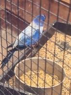 Gezocht splendid violet opaline  pop, Dieren en Toebehoren, Vogels | Parkieten en Papegaaien, Vrouwelijk, Dwergpapegaai of Agapornis