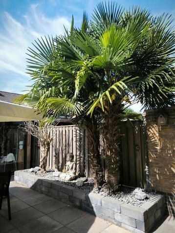 Trachycarpus fortunei multistammen  -Chinese waaierpalm trio beschikbaar voor biedingen
